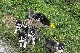 Szczeniaki Syberian Husky