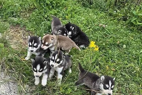 Szczeniaki Syberian Husky, Świętokrzyskie, Samsonów-Piechotne