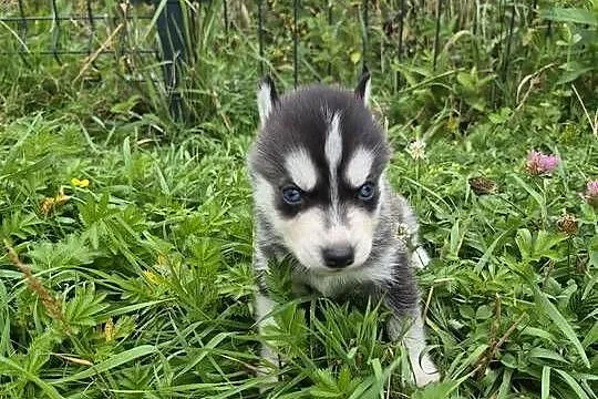 Szczeniaki Syberian Husky, Świętokrzyskie, Samsonów-Piechotne