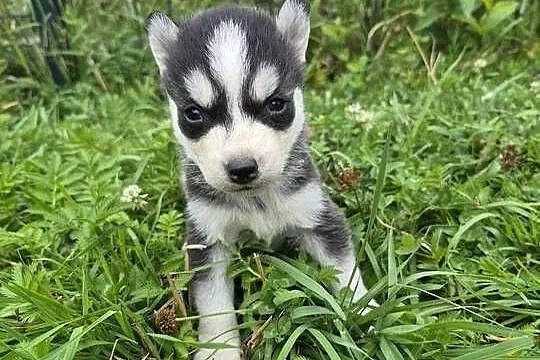 Szczeniaki Syberian Husky, Świętokrzyskie, Samsonów-Piechotne