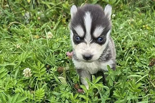 Szczeniaki Syberian Husky, Świętokrzyskie, Samsonów-Piechotne