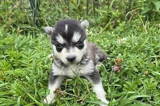 Szczeniaki Syberian Husky, Świętokrzyskie, Samsonów-Piechotne