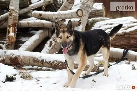Marzę o domku pełnym miłości daj mi go adoptuj mnie, , Wrocław