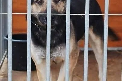 Marzę o domku pełnym miłości daj mi go adoptuj mnie, , Wrocław
