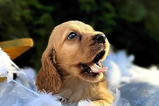 Cudowna złota sunia Cocker Spaniel Angielski z rodowodem, Małopolskie, Kraków