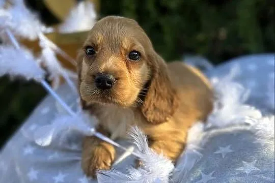 Cudowna złota sunia Cocker Spaniel Angielski z rodowodem, Małopolskie, Kraków