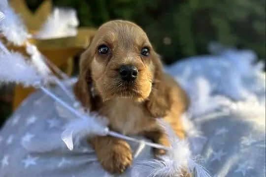 Cudowna złota sunia Cocker Spaniel Angielski z rodowodem, Małopolskie, Kraków