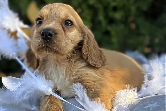 Cudowna złota sunia Cocker Spaniel Angielski z rodowodem, Małopolskie, Kraków