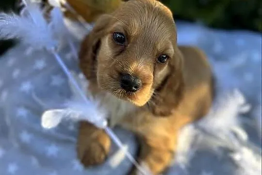 Cudowna złota sunia Cocker Spaniel Angielski z rodowodem, Małopolskie, Kraków