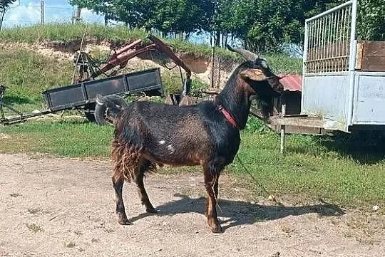 Sprzedam kozła