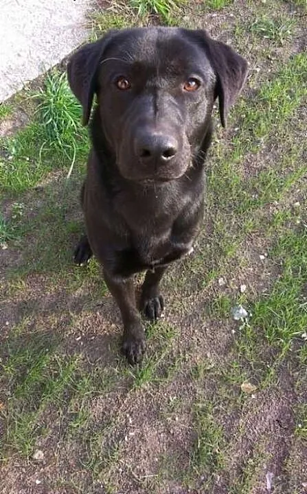 Scooby, czarny labrador szuka domu, łódzkie Łódź