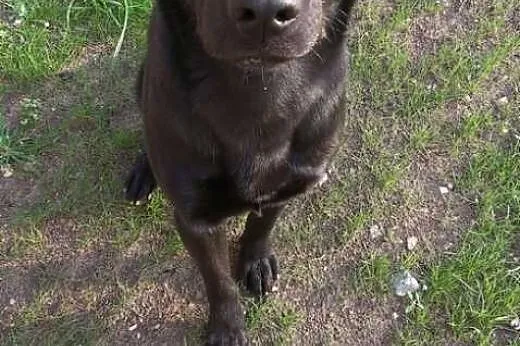 Scooby, czarny labrador szuka domu, łódzkie Łódź