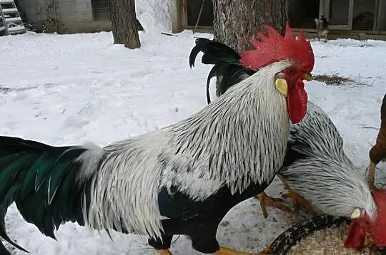 Koguty włoszki srebnej