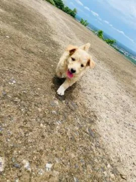 Specjalne mioty GoldenDoodle... napisz do mnie na WhatsApp: +44 7453 907158, , Białobrzezie