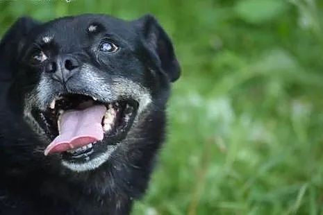 Małpiatek kocha i chce być kochany - podarujesz mu