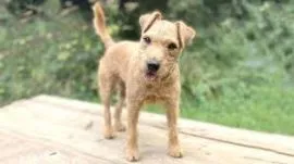 Szczeniak Lakeland Terrier dostępny na sprzedaż. Będzie posiadał zdrową sierść.