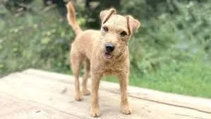 Szczeniak Lakeland Terrier dostępny na sprzedaż. Będzie posiadał zdrową sierść., Łódzkie, Piotrków Trybunalski