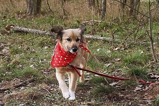 Kuleczka - oaza łagodności, wspaniała suczka do ad