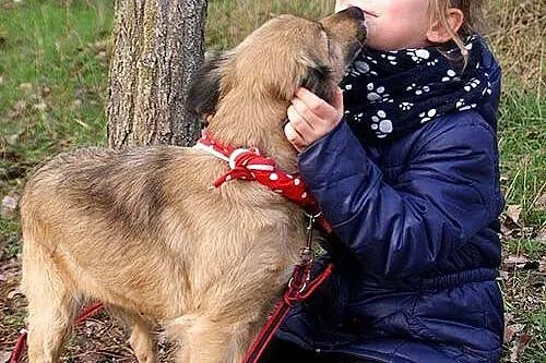 Kuleczka - oaza łagodności, wspaniała suczka do ad