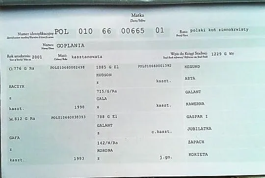 Gama klacz zaźrebiona