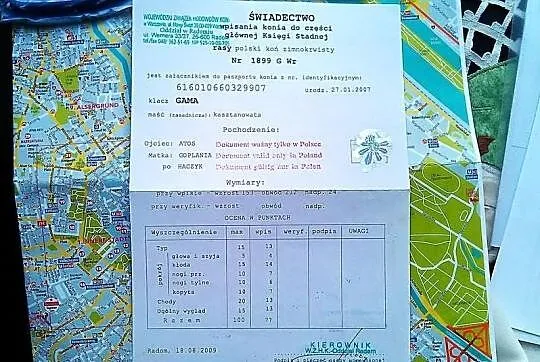 Gama klacz zaźrebiona