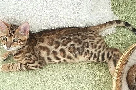 Kot bengalski - bengal cat for sale,  wielkopolski