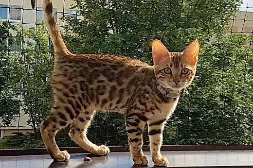 Kot bengalski - bengal cat for sale,  wielkopolski