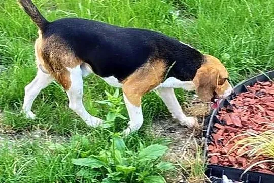 Beagl 3 letni piesek szuka nowej rodziny