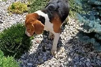 Beagl 3 letni piesek szuka nowej rodziny, Łódzkie, Radomsko
