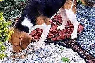 Beagl 3 letni piesek szuka nowej rodziny, Łódzkie, Radomsko