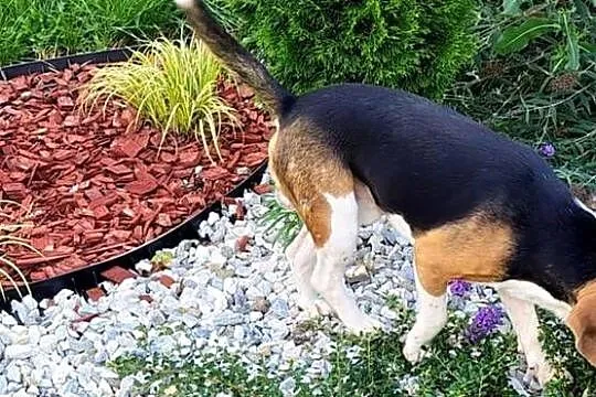 Beagl 3 letni piesek szuka nowej rodziny, Łódzkie, Radomsko