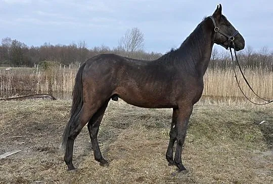Kupię konia, , Łaziska