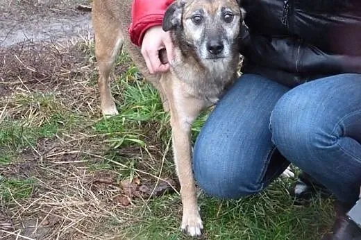 Bajer, mały piesek o wielkim sercu. ,  Kundelki ca