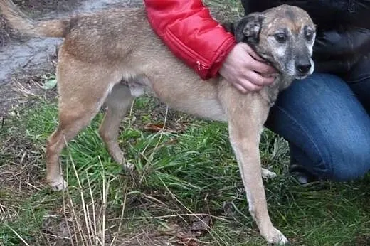 Bajer, mały piesek o wielkim sercu. ,  Kundelki ca