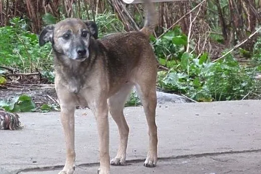 Bajer, mały piesek o wielkim sercu. ,  Kundelki ca