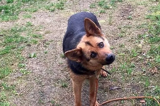 Grzeczna, spokojna Zula w typie OWCZARKA NIEMIECKIEGO adopcja