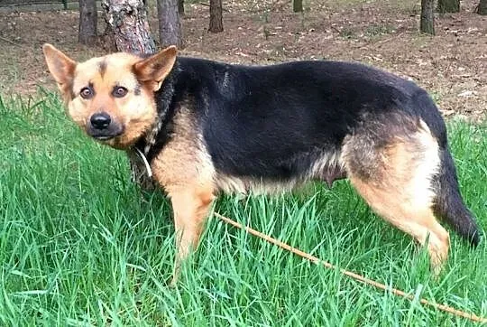 Grzeczna, spokojna Zula w typie OWCZARKA NIEMIECKI