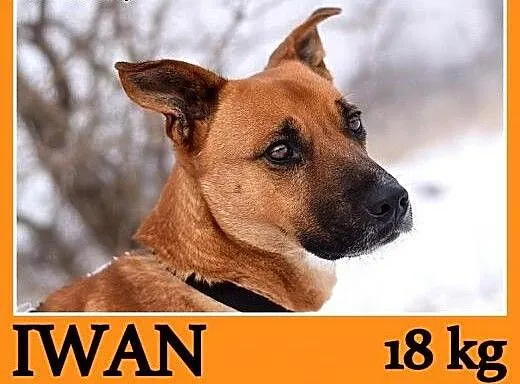 Młody 1 rok ,średni 18 kg ,energiczny,wesoły psi