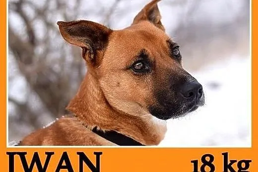   Młody 1 rok ,średni 18 kg ,energiczny,wesoły psi