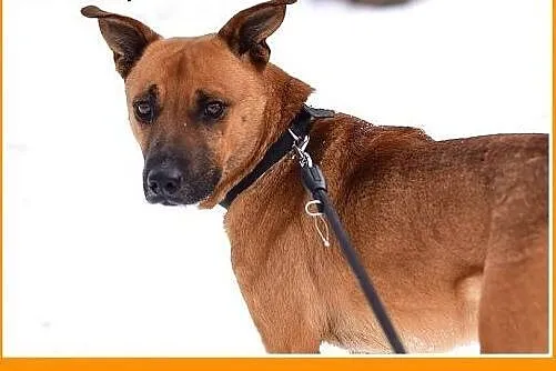   Młody 1 rok ,średni 18 kg ,energiczny,wesoły psi