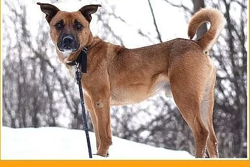   Młody 1 rok ,średni 18 kg ,energiczny,wesoły psi