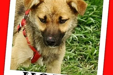 Radosny, mały 10 kg, młody psiak HOX,towarzyski,łagodny_Adopcja