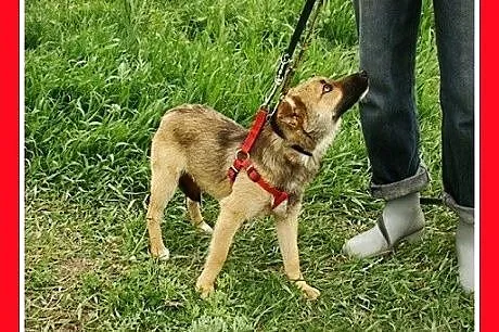 Radosny, mały 10 kg, młody psiak HOX,towarzyski,ła
