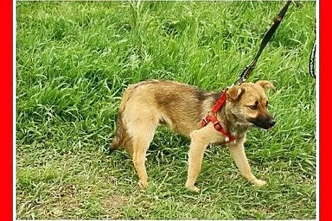 Radosny, mały 10 kg, młody psiak HOX,towarzyski,ła