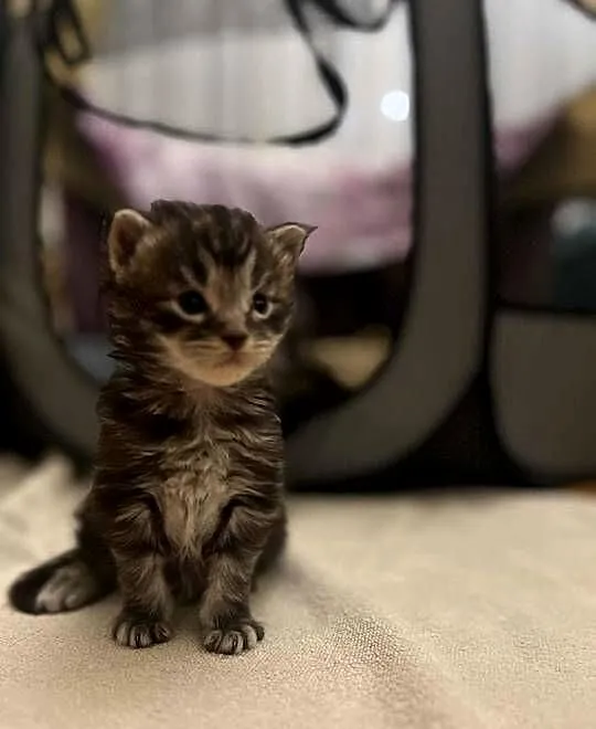 Kotki Maine coon, Śląskie, Katowice
