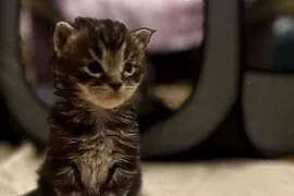 Kotki Maine coon