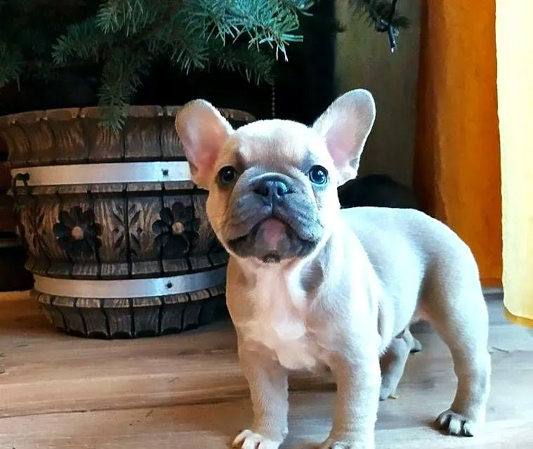 Buldog francuski blue fawn beżowy z niebieską poświatą, Łódzkie, Łódź