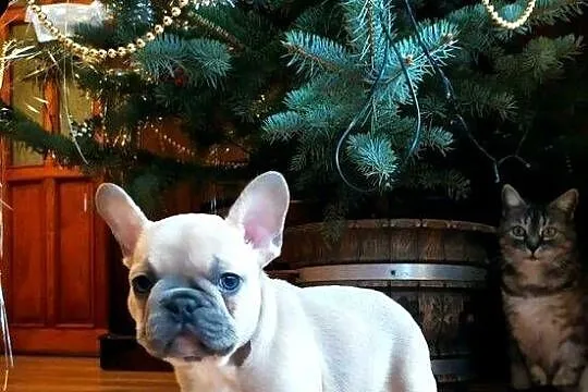 Buldog francuski blue fawn beżowy z niebieską poświatą, Łódzkie, Łódź