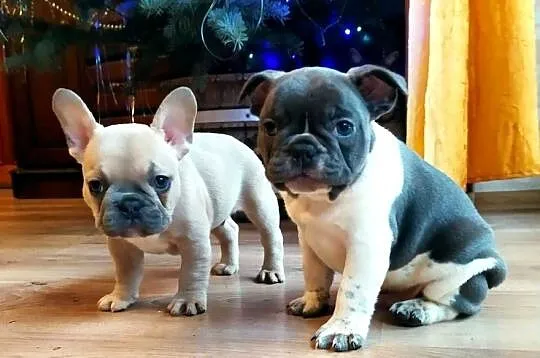 Buldog francuski blue fawn beżowy z niebieską poświatą, Łódzkie, Łódź
