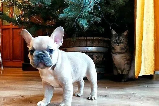 Buldog francuski blue fawn beżowy z niebieską poświatą, Łódzkie, Łódź